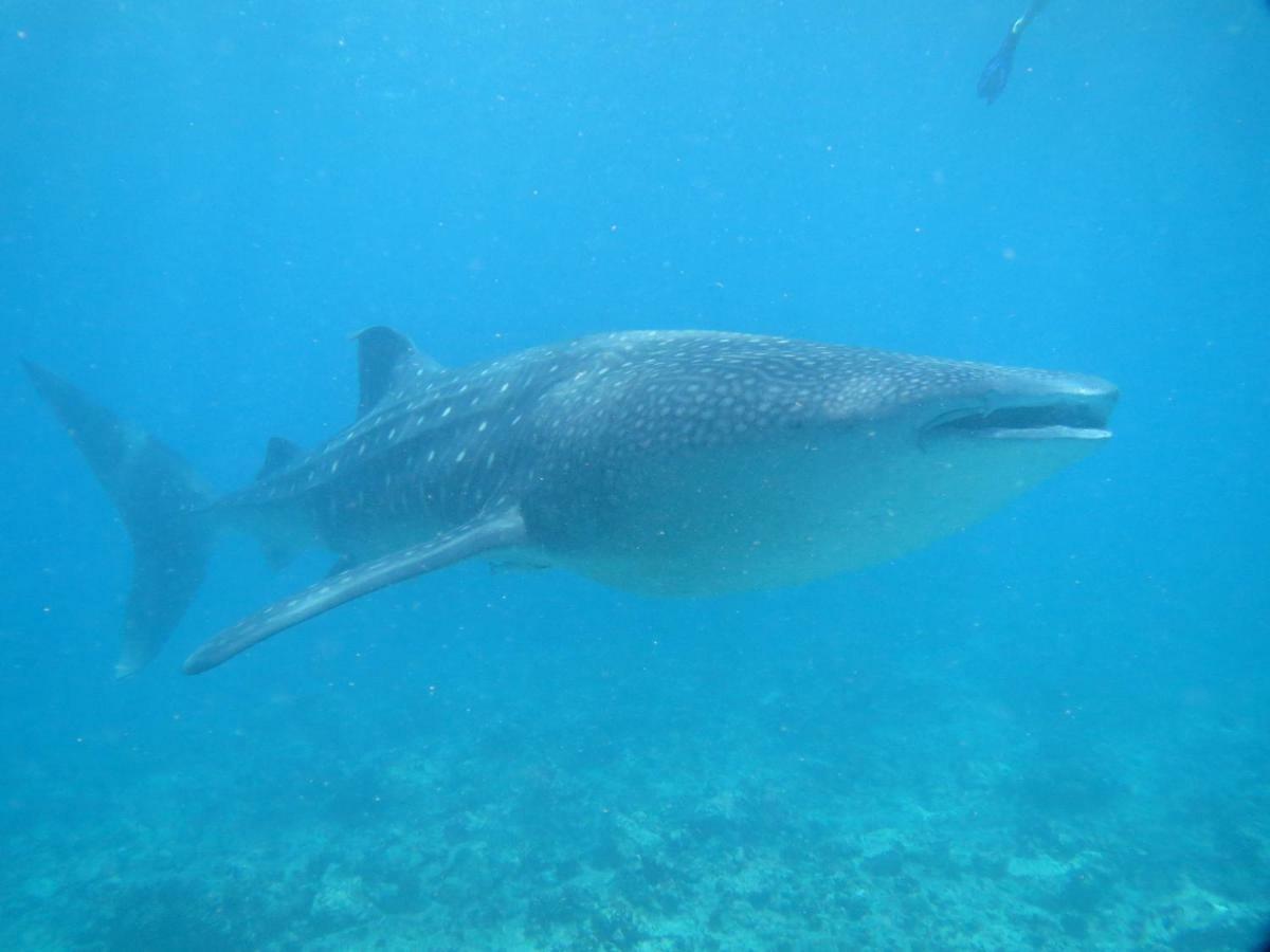Vakarufalhi Maldives Dhangethi Екстериор снимка